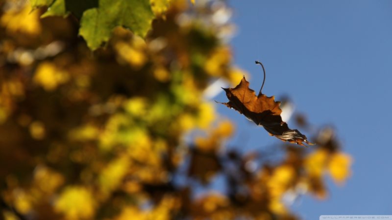 Az EFOESZ hivatalos kozlemenye-falling-leaf